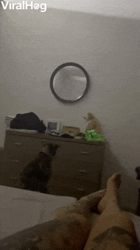 When Your Dog Wants to Parkour