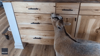 'He's Figured Out Where the Treats Are' - Determined Goat Opens Kitchen Drawer