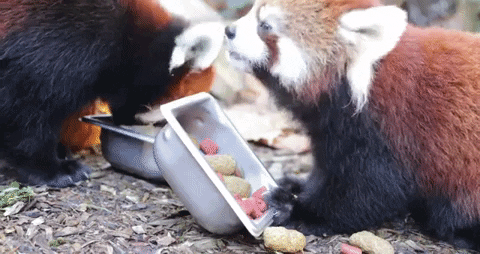 Woodlandparkzoo giphygifmaker hungry eating red panda GIF