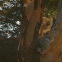 Pbs Nature Animales GIF by Nature on PBS