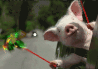 peppa pig GIF