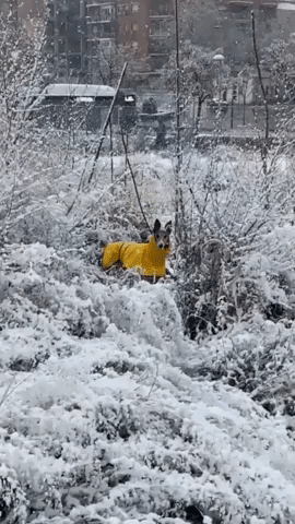 Dog Frolics in Snow as Storm Filomena Brings Wintry Weather to Spain