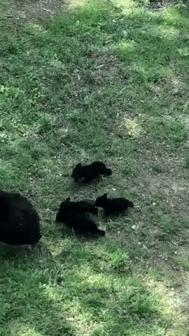 Family of Bears Visit Tennessee Home
