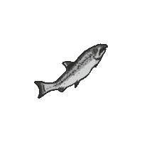 alsekfish fish boat fishing alaska Sticker