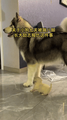 cuteanimalland giphyupload GIF