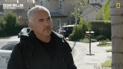 Dogwhisperer GIF by National Geographic Channel