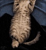 kitten stretch GIF