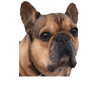 Doge Coin Sticker by Pyoga Lab