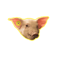datamarsbrasil pig tags campo porco Sticker