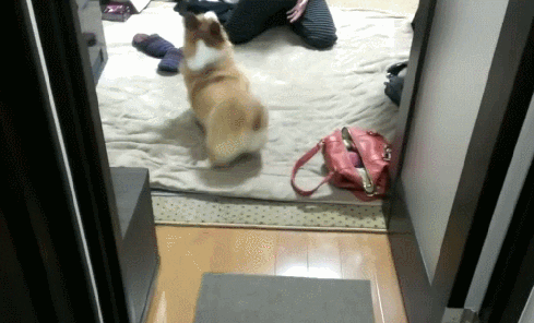 excitement intensifies GIF