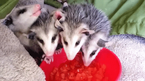 baby eating GIF