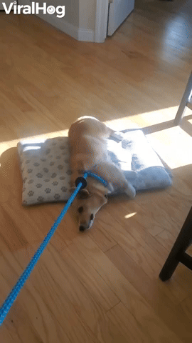 Doggy Makes a Choice Between Walking and Bed
