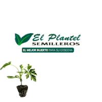 el_plantel_semilleros plant tomato planta tomate Sticker