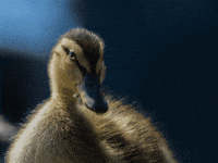Photography Picture GIF