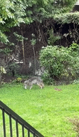 Adorable Coyote Plays With Toys in Backyard