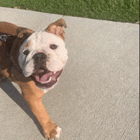 Happy Butler Bulldogs GIF by Butler University
