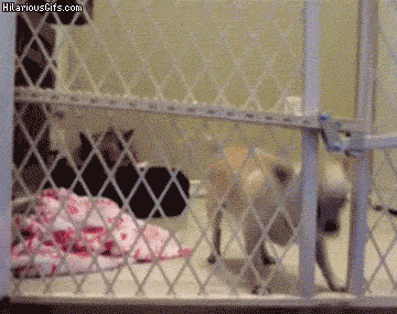 thanks sacrifice GIF