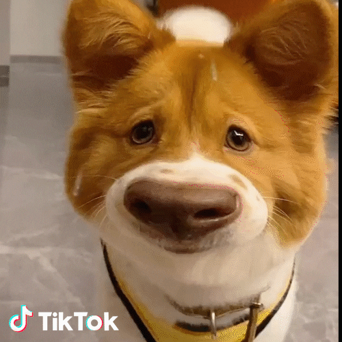 Dog Lol GIF by TikTok Italia