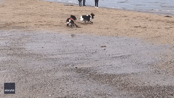 Dogs From Same Litter Reunite on Beach Almost 200 Miles Away