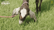 National Geographic Reaction GIF by Nat Geo Wild
