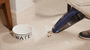 wapoficial  GIF