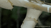 poisonous mushroom GIF by PBS