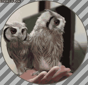 hands owls GIF by Cheezburger