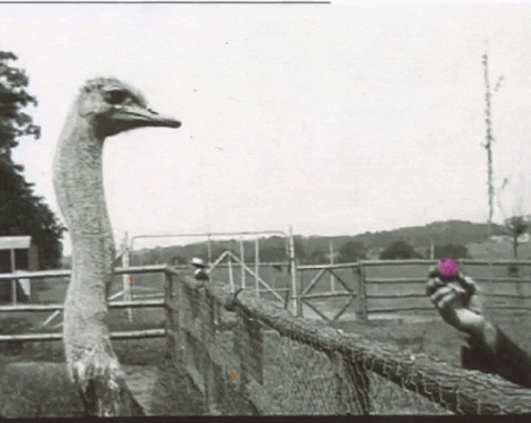 sarahfrost321 giphygifmaker barrett cmgifworkshop GIF