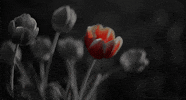 Flower Plant GIF