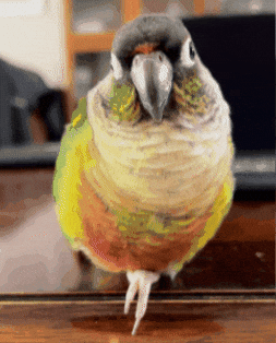 Egg Potato GIF