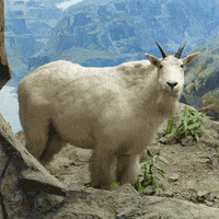 NHMLAC hello hi nature la GIF