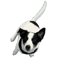 Happy Dog Sticker