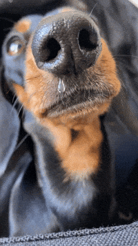 piper_the_dachshund_uk cold sick drip nose GIF