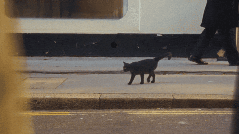 The Home Team Cat GIF by Thriller Records