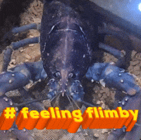 Marine Life Lobster GIF