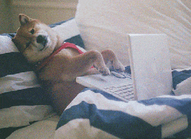 Video gif. Shiba Inu reclines on a sofa with a laptop in its lap, looking at us while moving his paws like he's typing rapidly on the laptop.