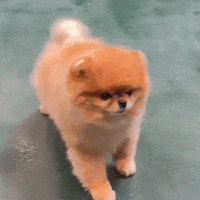 hrhchewy shake cute dog pomeranian fluffy dog GIF