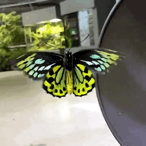 happy slow motion GIF by California Academy of Sciences