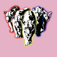 Pride Lion GIF