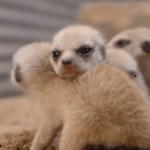Meerkats Meerkat Babies GIF