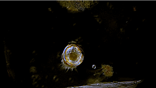 Sea Crab GIF by PBS Digital Studios
