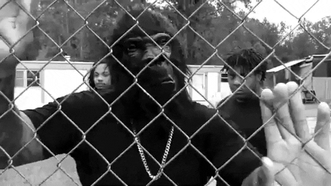 CasanovaRecords giphygifmaker chain fence gorillas GIF