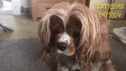 Excited King Charles Cavalier Spaniel GIF by Extreme Improv