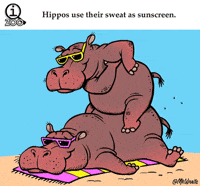 hippo GIF
