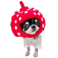 Dog Halloween Sticker