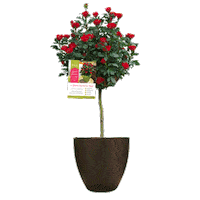 Rose Sticker by Star Roses and Plants