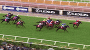 Melbourne Cup Winner GIF by World Horse Racing