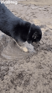 Doggy Dives Face First into Mud Puddle