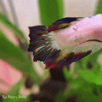 Betta Fish GIF by Matilyn