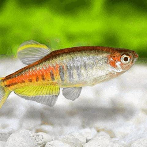 asudeasar giphyupload GIF